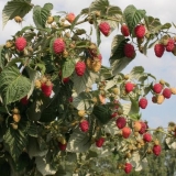 Pravilna njega, rezidba i prihrana maline u jesen